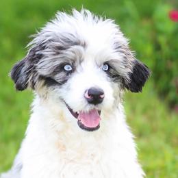 Aussiedoodles from Jessaca Pieper