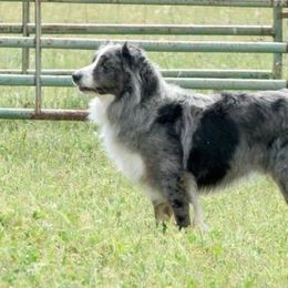 Doc - Australian Shepherd