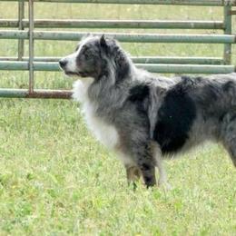 Doc - Australian Shepherd