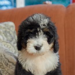 Toothless - Black tri-color female Aussiedoodle puppy in Mountain Home, Arkansas from Amos and Oak Doodles