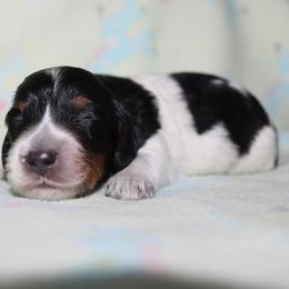Boy 1 - Black and tan male Dachshund puppy in Craig, Colorado from Rocky Mountain Shih Tzus and Dry Creek Miniature Dachshunds
