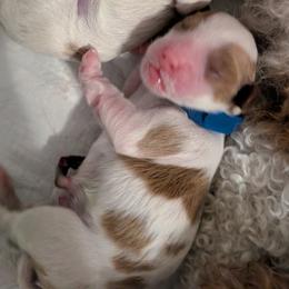 Blue - Blenheim male Cavapoo puppy in Newport, North Carolina from Crystal Coast Cavapoodles
