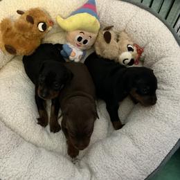 Boy 2 - Black and rust male Miniature Pinscher puppy in Michigan from FreeSpirit Miniature Pinschers