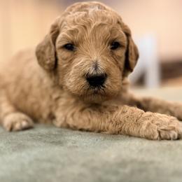 Georgia - Apricot female Goldendoodle puppy in Macclenny, Florida from Baker County Goldendoodles