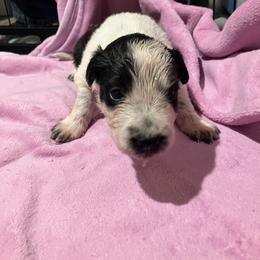 Willow - Black and white female Border Collie puppy in Holden, Missouri from Spotted Feather Farm