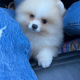 Pomeranian Puppies from Hill Country Poms