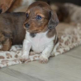 Nunu - Dapple female Dachshund puppy in Moreno Valley, California from rdachshunds
