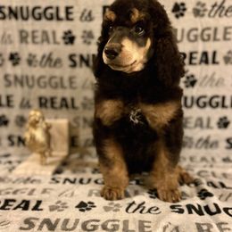 Poodle Puppies from Cosmic Caliber Standard Poodles