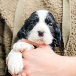 English Springer Spaniel Puppies from Starshine Puppies