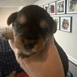 Brightly - Black and tan female Yorkipoo puppy in Florence, Kentucky from 4paws4ever by Design