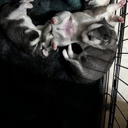 Goldendoodle and Siberian Husky Puppies from All American Pups