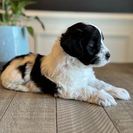 Miniature Schnauzer Puppies from Bearded Besties of Alabama