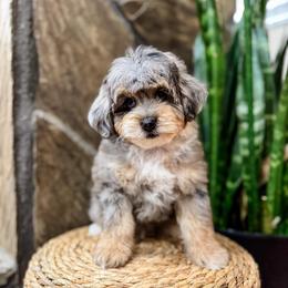 Slate - Blue merle male Aussiedoodle puppy in Sharpsburg, Georgia from Steindoodles