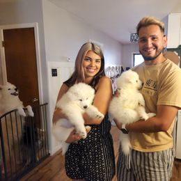 Samoyed Puppies from Hill Country Samoyeds