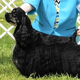 Willow - Cocker Spaniel