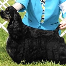 Willow - Cocker Spaniel