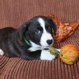 Cardigan Welsh Corgi Puppies from Rowe Family