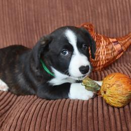 Cardigan Welsh Corgi Puppies from Rowe Family