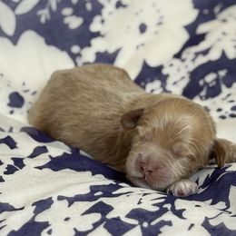 Cinnamon Sugar - Caramel cream female Australian Labradoodle puppy in Fremont, New Hampshire from Birchwood Labradoodles