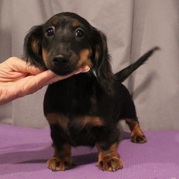 Cricket - Black and tan female Dachshund puppy in Liberty, Texas from Sweetnlow Dachshund