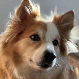 Maymay - Icelandic Sheepdog