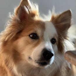 Maymay - Icelandic Sheepdog