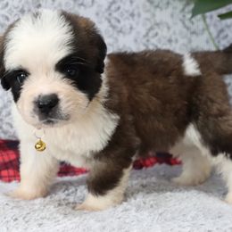 Charlie - Brown and white male Saint Bernard puppy in Green Forest, Arkansas from Horseshoe Drive Kennel