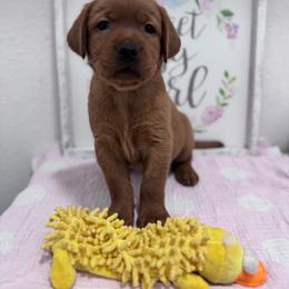 Anna - Yellow female Labrador Retriever puppy in Carlsbad, New Mexico from ECMO Farm Dalmatians & Labrador Retrievers