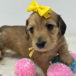 Trinity (triad, spiritual unity) - Cream female Dachshund puppy in Murfreesboro, Tennessee from Kimbrie's Dream Cream Doxies