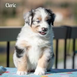 Cleric - Blue merle female Australian Shepherd puppy in Benton City, Washington from Eventide Australian Shepherds