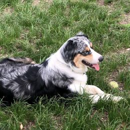 Perry - Australian Shepherd