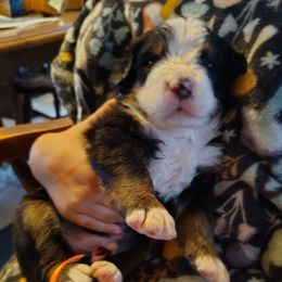 Orange - Black rust and white male Bernese Mountain Dog puppy in Pittston, Pa, Pennsylvania from Emma-Mada's Old Thyme Berners