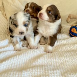 Australian Shepherd Puppies from BelleVue Australian shepherds