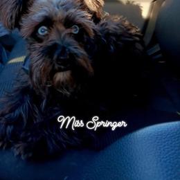 Miss Springer - Miniature Schnauzer