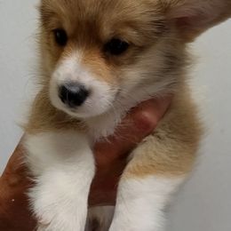 Cardigan Welsh Corgi and Pembroke Welsh Corgi Puppies from Victory Crown