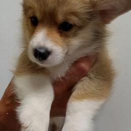 Cardigan Welsh Corgi and Pembroke Welsh Corgi Puppies from Victory Crown