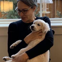 Golden Retriever Puppies from Hyalite Family Kennel