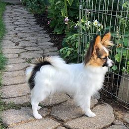 Papillon Puppies from Belladonna Papillons
