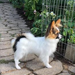 Papillon Puppies from Belladonna Papillons