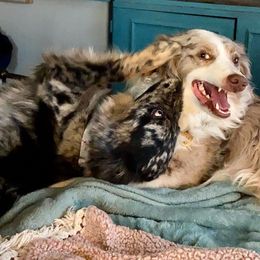 Australian Shepherd All Grown Up from Einhorn Aussies