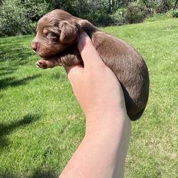 Girl 1 - Chocolate and cream female Dachshund puppy in Umatilla County, Oregon from Divine Dogs