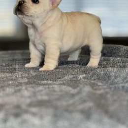 French Bulldog Puppies from Frenchie Authority
