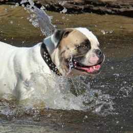 American Bulldogs from Bridge Creek Bulldogs