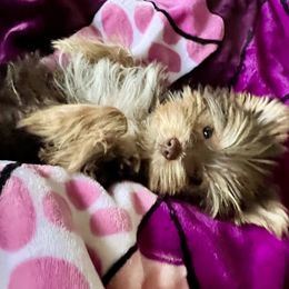 Austin - Yorkshire Terrier