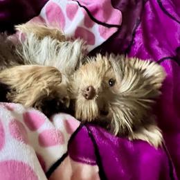 Austin - Yorkshire Terrier