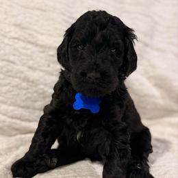 Comet - Black male Goldendoodle puppy in Howard City, Michigan from Doodles and Chaos
