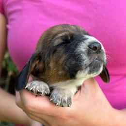 Male 5 - Mahogany and white male Basset Hound puppy in Lindley, New York from Hill Top Basset Hounds & Cane Corso