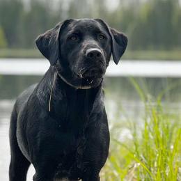 Labrador Retrievers from Cedar Ridge Labradors