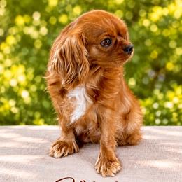Miley - Cavalier King Charles Spaniel