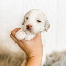 Poodle Puppies from LeBaron Standard Poodles